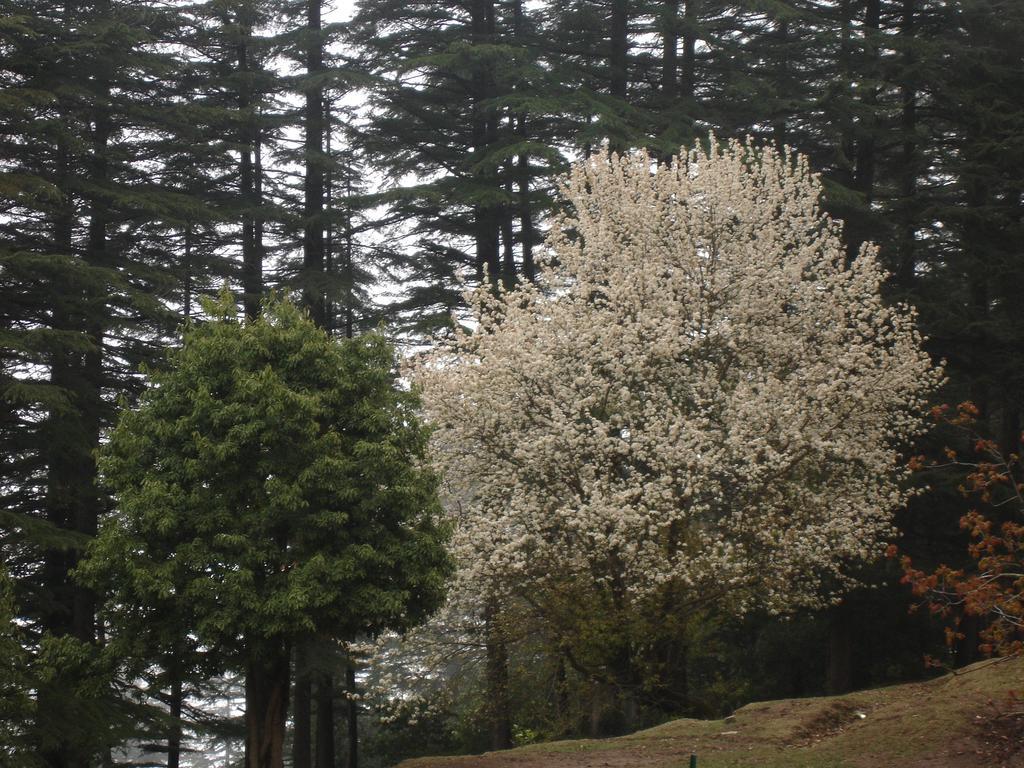 Honeymoon Inn Mussoorie Extérieur photo